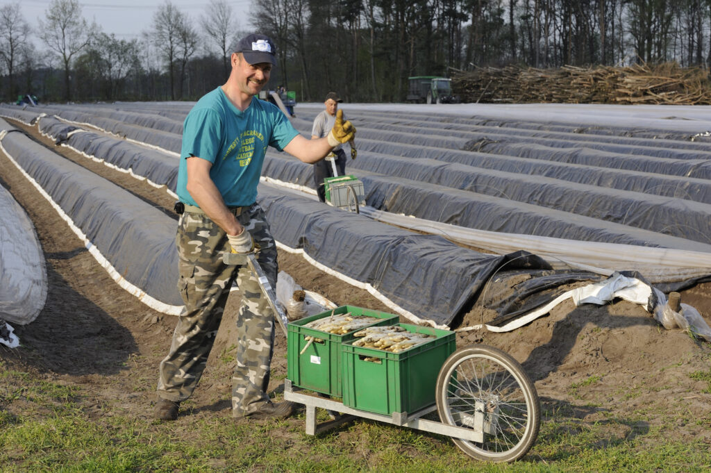 Spargel auf dem Feld pflücken